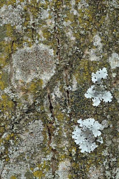 Epiphytes Tilia